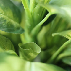 Dieffenbachia Kunstplant 55cm