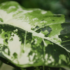 Alocasia Frydek Kunstplant Variegata 60cm