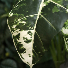 Alocasia Frydek Kunstplant Variegata 60cm