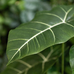 Alocasia Frydek Kunstplant 60cm Groen