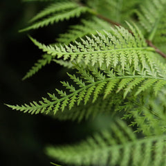 Kunst Bosvaren 70cm groen