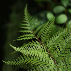 Kunst Bosvaren 70cm groen