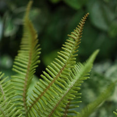 Sticherus Lobatus Kunst Varen 35cm