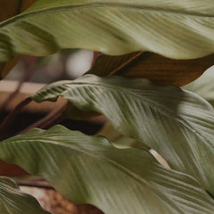 Calathea 75cm Kunstplant Groen/rood