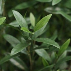 Olijf Bonsai kunstboom Deluxe 90cm UV