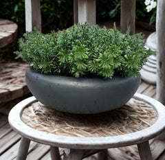 Crossostephium Kunsttak 45 cm UV