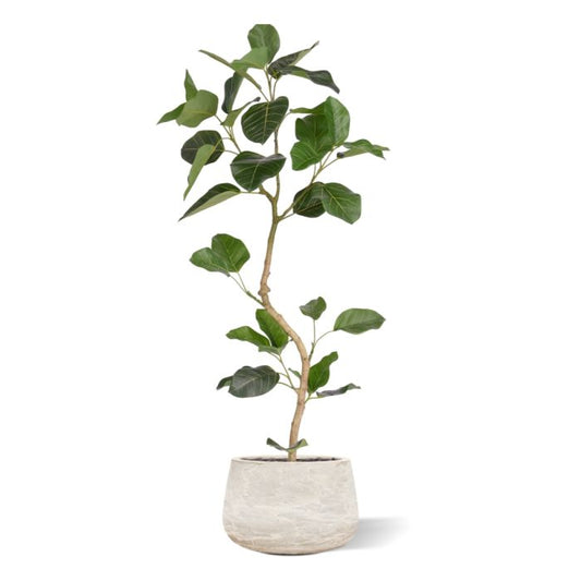 Ficus Audrey Kunstplant RT 120cm
