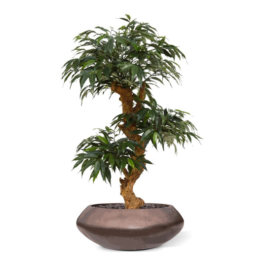 Shirakashi Bonsai x3 kunstboom op voet 80cm