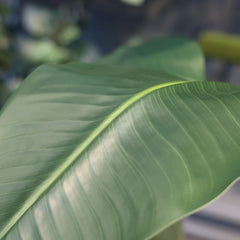 Strelitzia Nicolai kunstplant 120cm