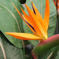Strelitzia kunstplant 75cm