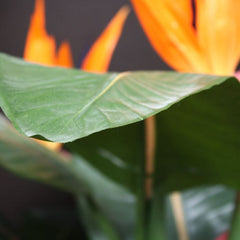 Strelitzia kunstplant 75cm