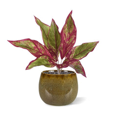 Aglaonema Lipstick kunstplant 35cm
