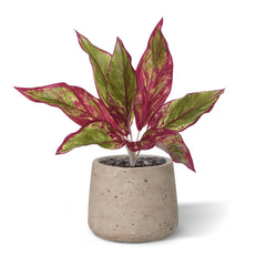 Aglaonema Lipstick kunstplant 35cm