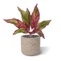 Aglaonema Lipstick kunstplant 35cm