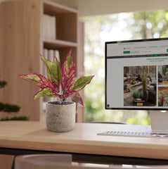 Aglaonema Lipstick kunstplant 35cm