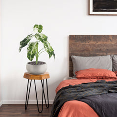 Alocasia Frydek Kunstplant Variegata 60cm