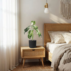 Alocasia Frydek Kunstplant Variegata 60cm