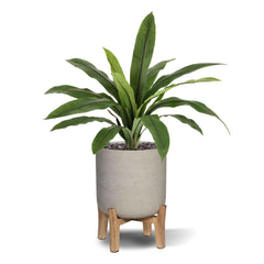 Asplenium Antiquum Kunstvaren 40cm