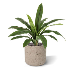 Asplenium Antiquum Kunstvaren 40cm