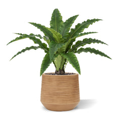 Asplenium Kunst Varen RT 60cm
