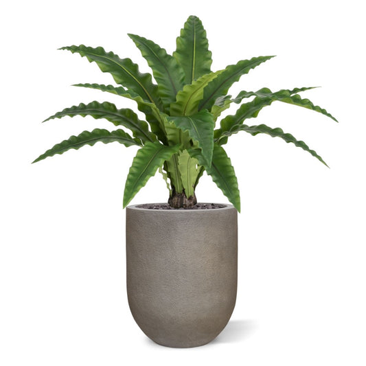 Asplenium Kunst Varen RT 60cm