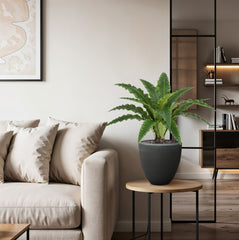 Asplenium Kunst Varen RT 60cm