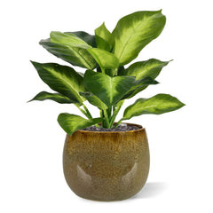 Dieffenbachia Kunstplant 25cm