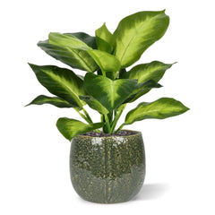 Dieffenbachia Kunstplant 25cm