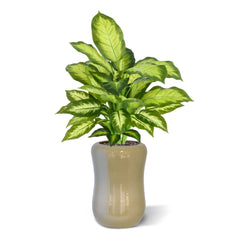 Dieffenbachia Kunstplant 55cm