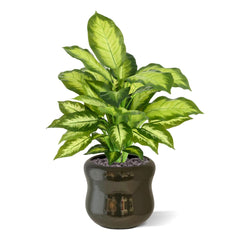Dieffenbachia Kunstplant 55cm