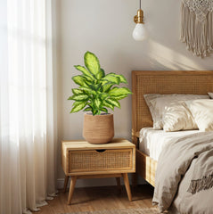 Dieffenbachia Kunstplant 55cm