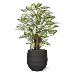 Dieffenbachia Kunstplant 110cm Deluxe