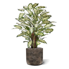 Dieffenbachia Kunstplant 110cm Deluxe