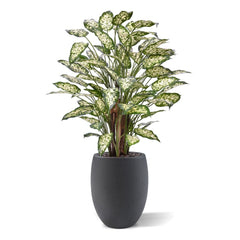 Dieffenbachia Kunstplant 110cm Deluxe