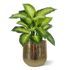 Dieffenbachia Kunstplant 33cm