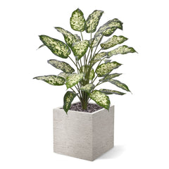 Dieffenbachia Kunstplant 75cm Deluxe