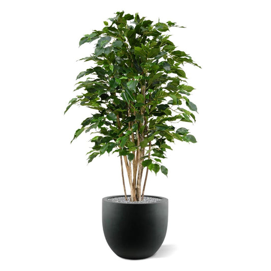 Ficus Exotica deluxe kunstplant 125cm - groen