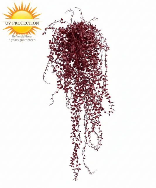 Buitenhangplant Callisia burgundy UV-bestendig