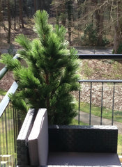 Kunstboom Pinus 125 UV