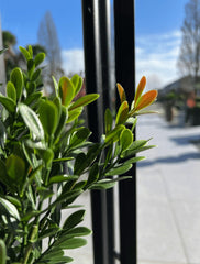 Kunst Buxusstruik voor buiten 50cm UV