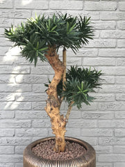 Kunstplant Podocarpus voor buiten op echte houten stam 70 cm met UV