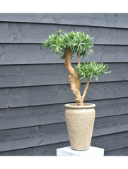 Kunstplant Podocarpus voor buiten op echte houten stam 70 cm met UV