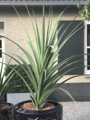 Kunstplant Pandanus voor buiten, 140 cm, UV-bestendig