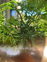 Kunststof Ming Aralia tak 50 cm UV