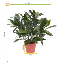 Kleine kunst laurierplant in pot 35 cm UV-bestendig voor buiten