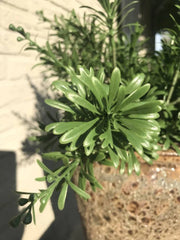 Crossostephium Kunsttak 45 cm UV