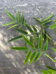 Kunst Bamboetak 65 cm UV beschermd