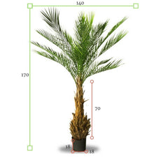 Kunst palm Phoenix 170 cm UV-bestendig