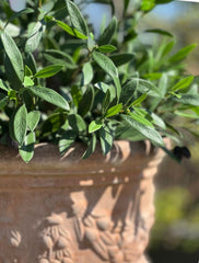 Kunst olijfboom voor buiten 60cm UV