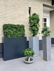 Kunst Schefflera haag op frame met UV-bescherming